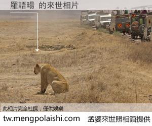 羅語暘 來世的未來相片