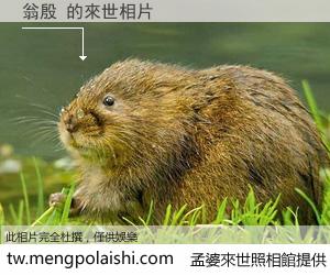 翁殷 來世的未來相片