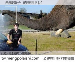 西郷菊子 來世的未來相片