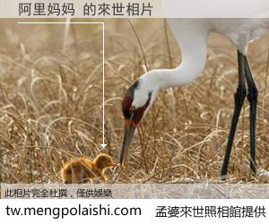 阿里妈妈 來世的未來相片