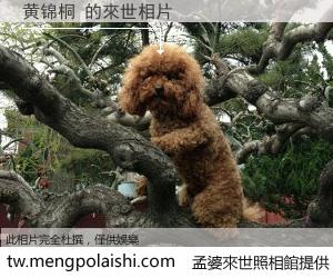 黄锦桐 來世的未來相片