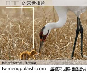 에린갤 來世的未來相片