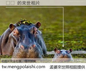 일베 來世的未來相片