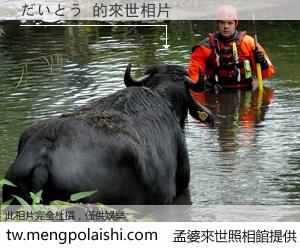 だいとう 來世的未來相片