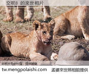 交呢8 來世的未來相片