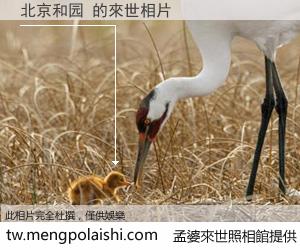 北京和园 來世的未來相片