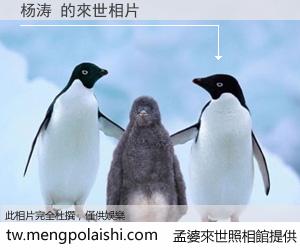 杨涛 來世的未來相片