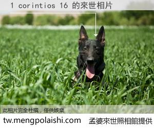 1 corintios 16 來世的未來相片