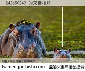 242650249 來世的未來相片