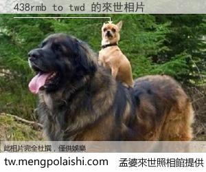 438rmb to twd 來世的未來相片