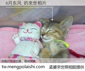 6月东风 來世的未來相片