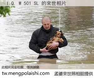 I.Q. W 501 SL 來世的未來相片