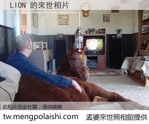 LION 來世的未來相片