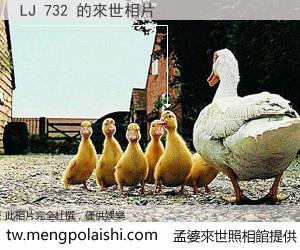 LJ 732 來世的未來相片