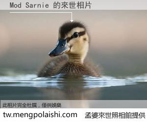 Mod Sarnie 來世的未來相片