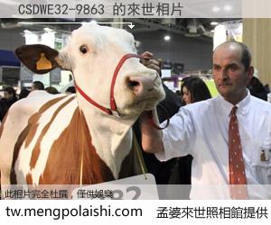 CSDWE32-9863 來世的未來相片