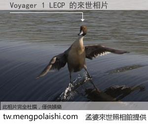Voyager 1 LECP 來世的未來相片