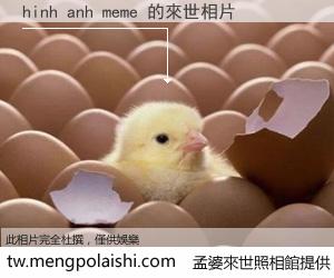 hinh anh meme 來世的未來相片
