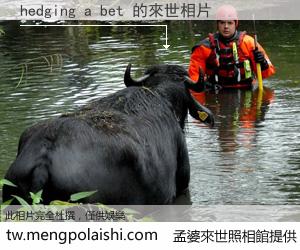 hedging a bet 來世的未來相片