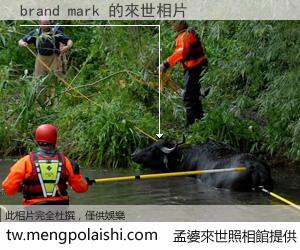 brand mark 來世的未來相片