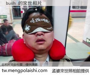 bush 來世的未來相片