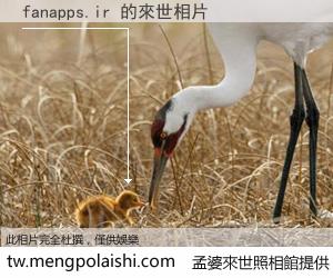 fanapps.ir 來世的未來相片