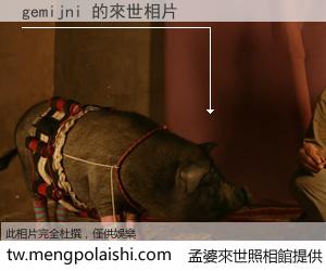 gemijni 來世的未來相片