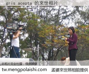 gris acepta 來世的未來相片