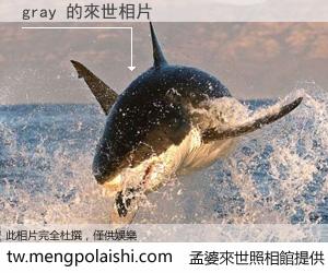 gray 來世的未來相片