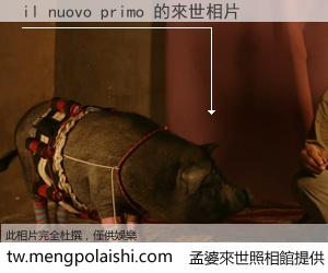 il nuovo primo 來世的未來相片