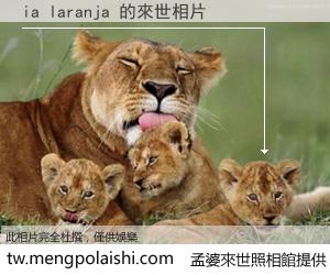 ia laranja 來世的未來相片