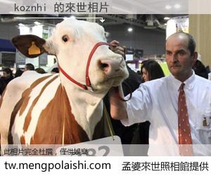 koznhi 來世的未來相片