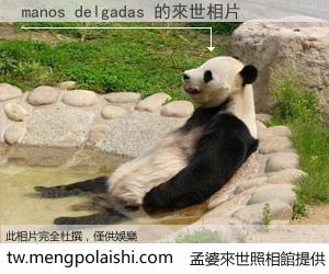 manos delgadas 來世的未來相片