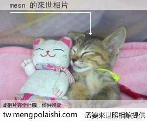 mesn 來世的未來相片