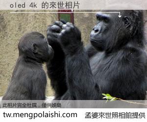 oled 4k 來世的未來相片