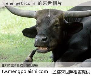 energetico n 來世的未來相片