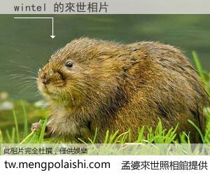 wintel 來世的未來相片