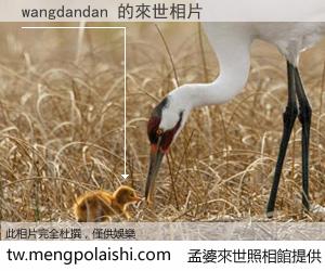 wangdandan 來世的未來相片