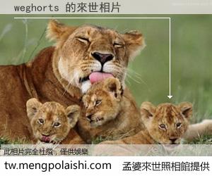 weghorts 來世的未來相片
