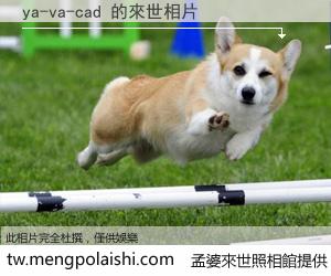 ya-va-cad 來世的未來相片