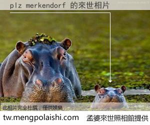 plz merkendorf 來世的未來相片