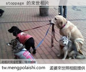 stoppage 來世的未來相片