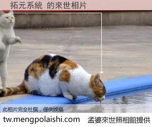 拓元系統 來世的未來相片