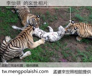 李怡蘋 來世的未來相片