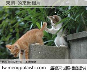 束鹏 來世的未來相片