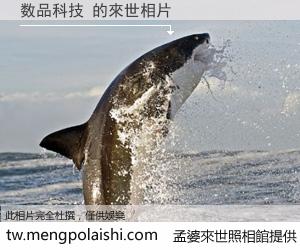 数品科技 來世的未來相片