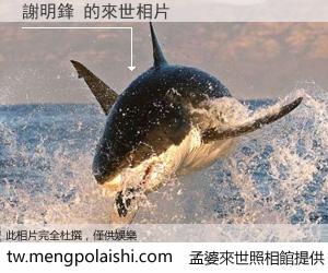 謝明鋒 來世的未來相片