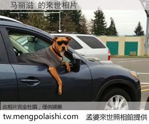 马丽滋 來世的未來相片