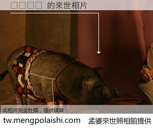 르피가로 來世的未來相片