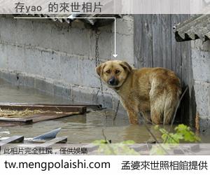 存yao 來世的未來相片